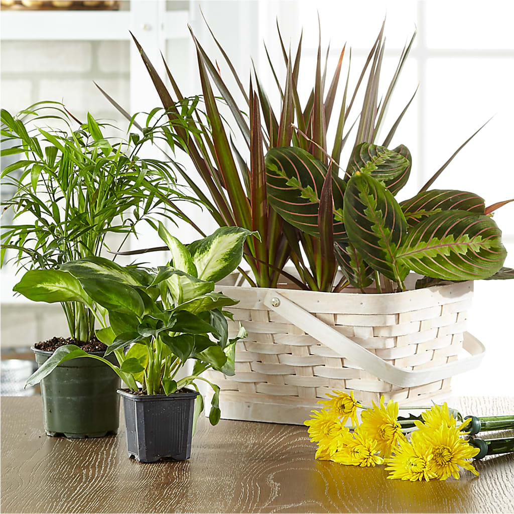 Florist Designed Blooming and Green Plants in a Basket – Backroads Florist, Blairsville GA