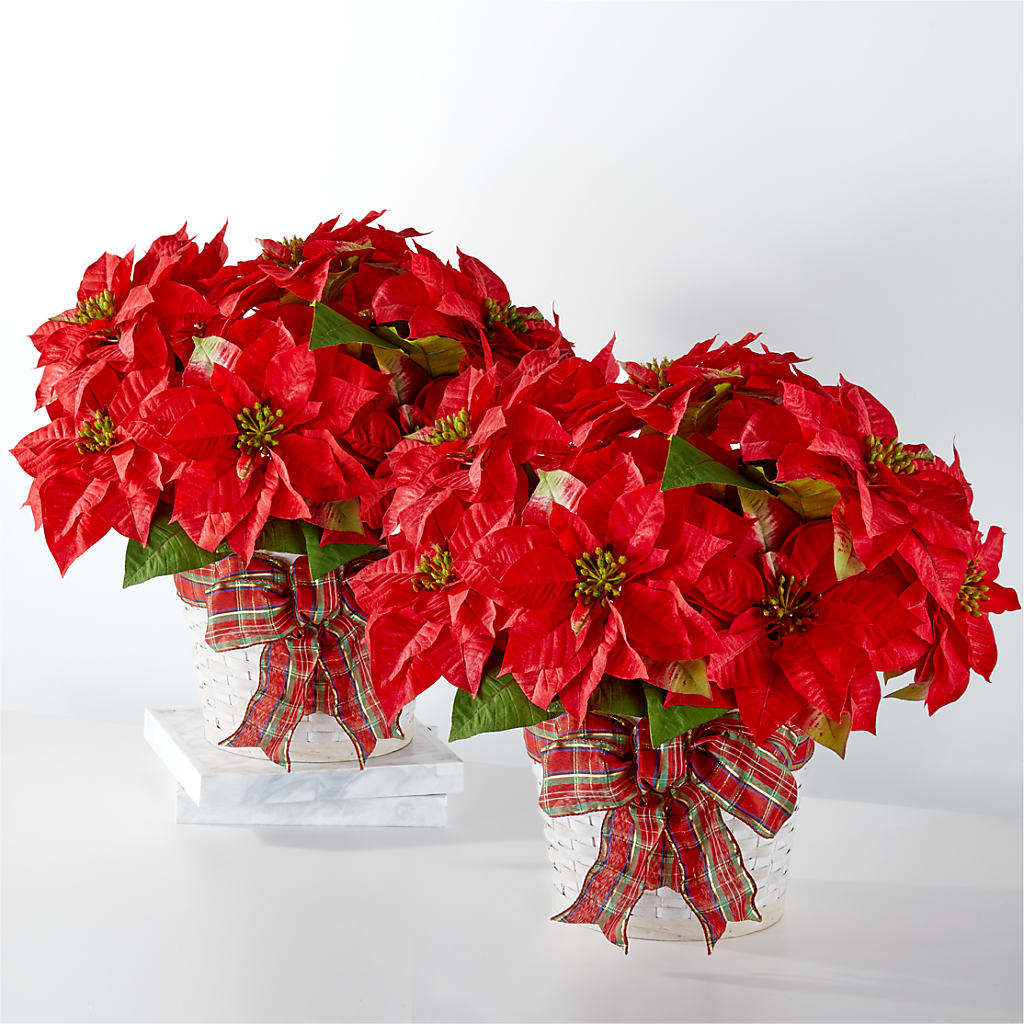Happiest Holidays Poinsettia Bundle – Backroads Florist, Blairsville GA