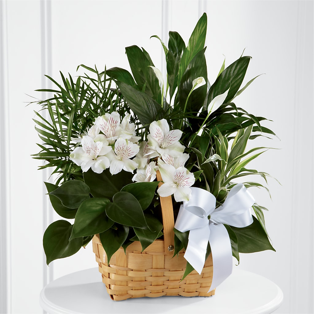 Peace & Serenity Dishgarden – Backroads Florist, Blairsville GA