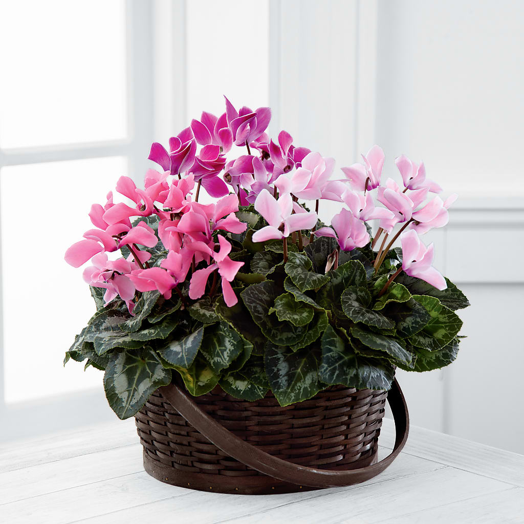 Mixed Cyclamen Planter – Backroads Florist, Blairsville GA
