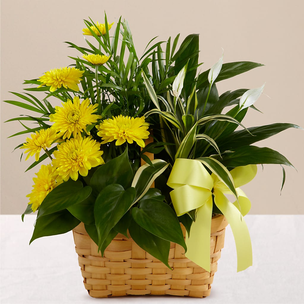 Loving Light Dishgarden – Backroads Florist, Blairsville GA