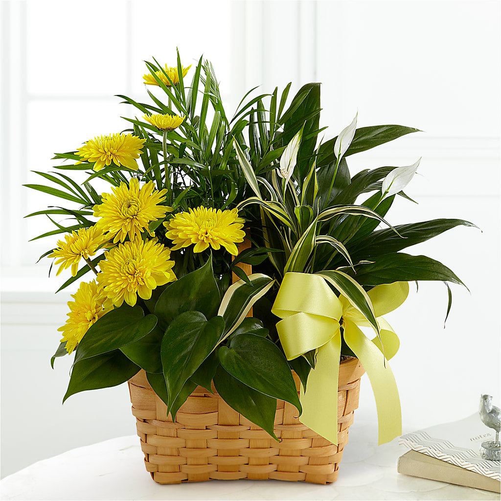 Loving Light Dishgarden – Backroads Florist, Blairsville GA