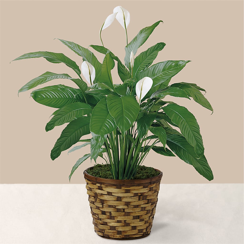 Tranquil Moments Peace Lily Plant – Backroads Florist, Blairsville GA