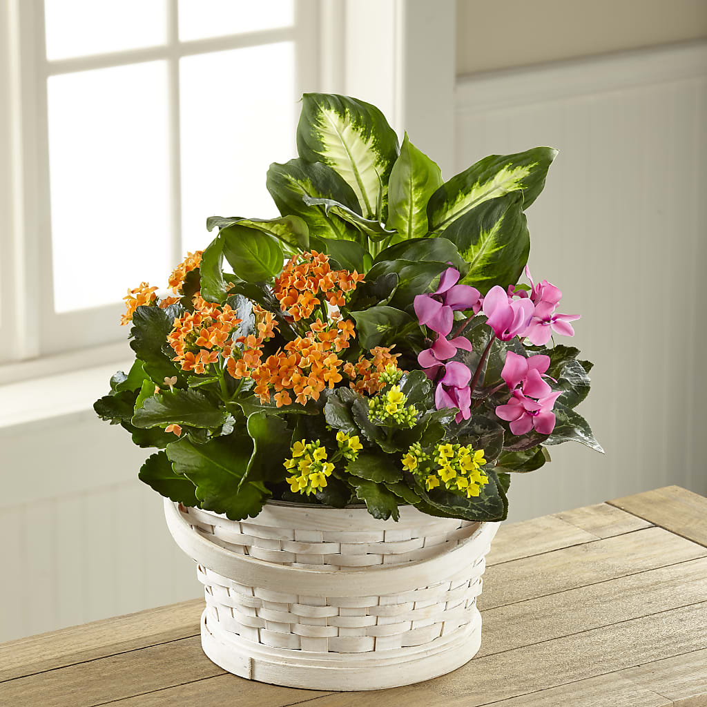 Color Crush Dishgarden – Backroads Florist, Blairsville GA