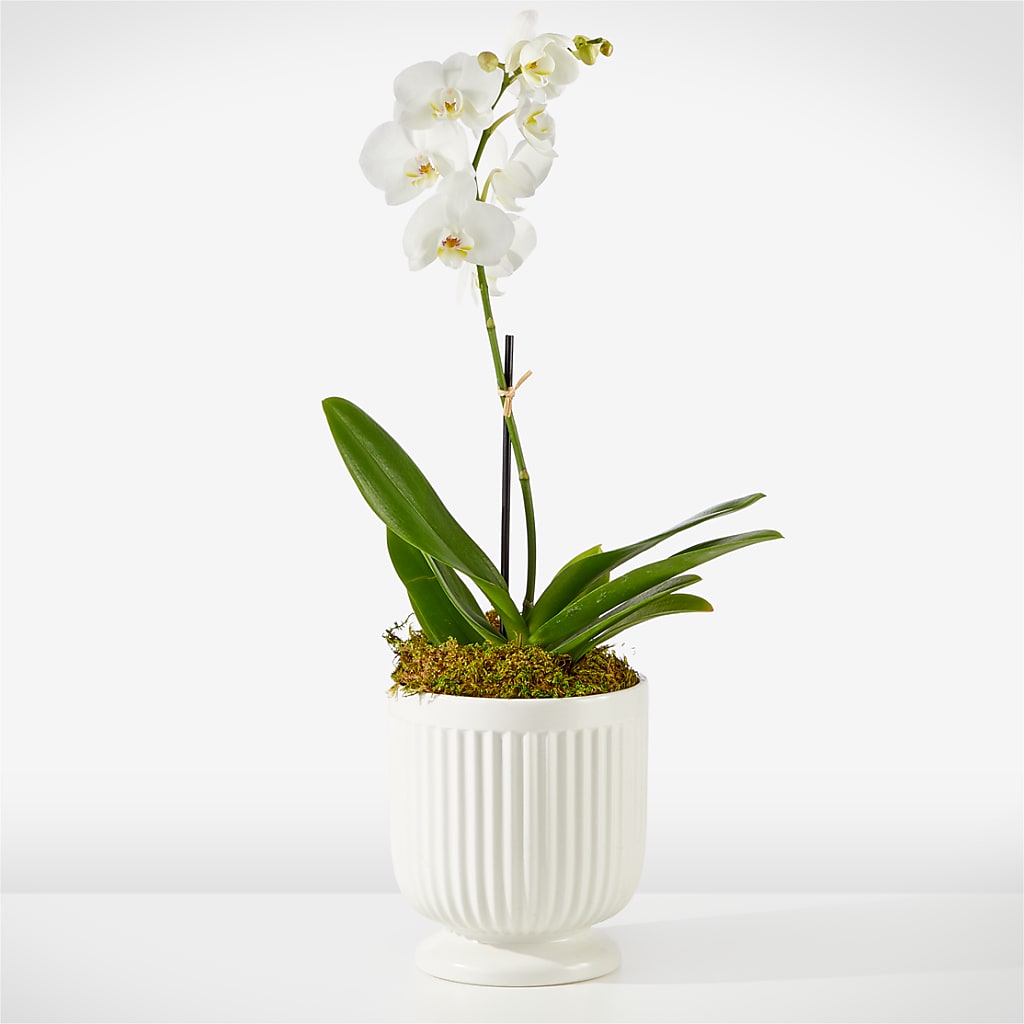 Whispering White Orchid – Backroads Florist, Blairsville GA