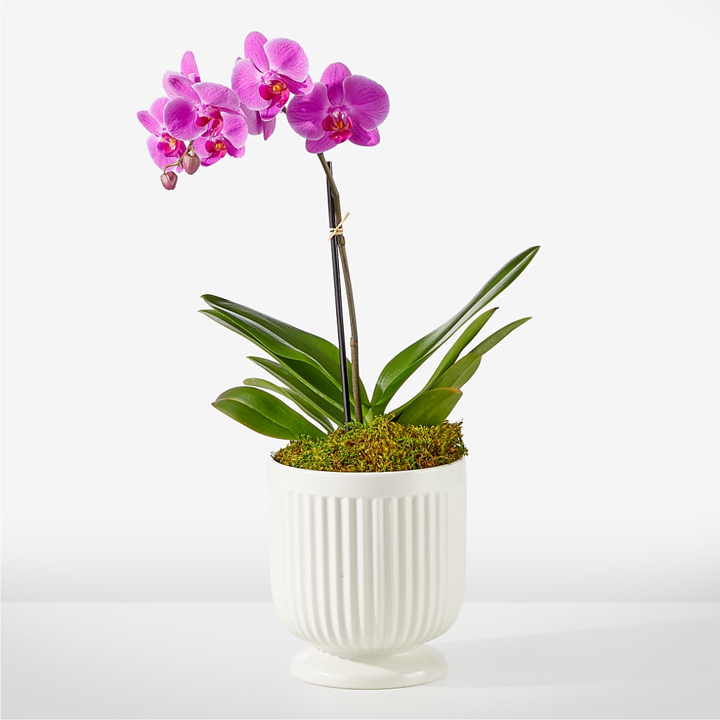 Friendly Fuchsia Orchid – Backroads Florist, Blairsville GA