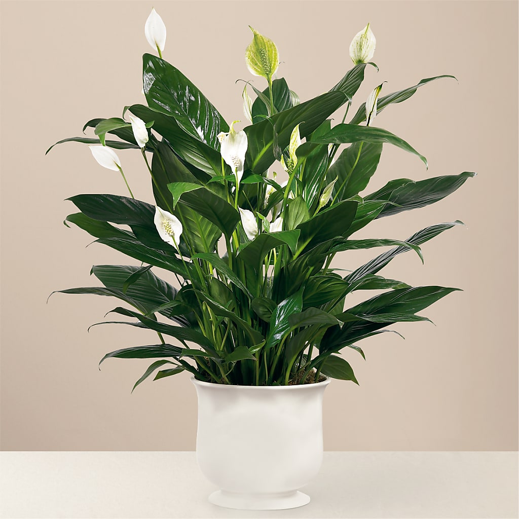 Comfort Planter – Backroads Florist, Blairsville GA
