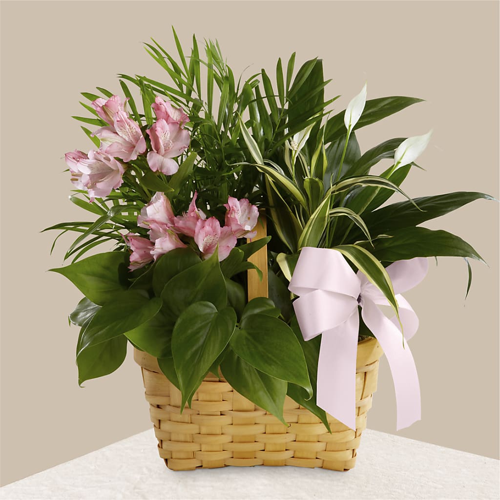 Living Spirit Dishgarden – Backroads Florist, Blairsville GA