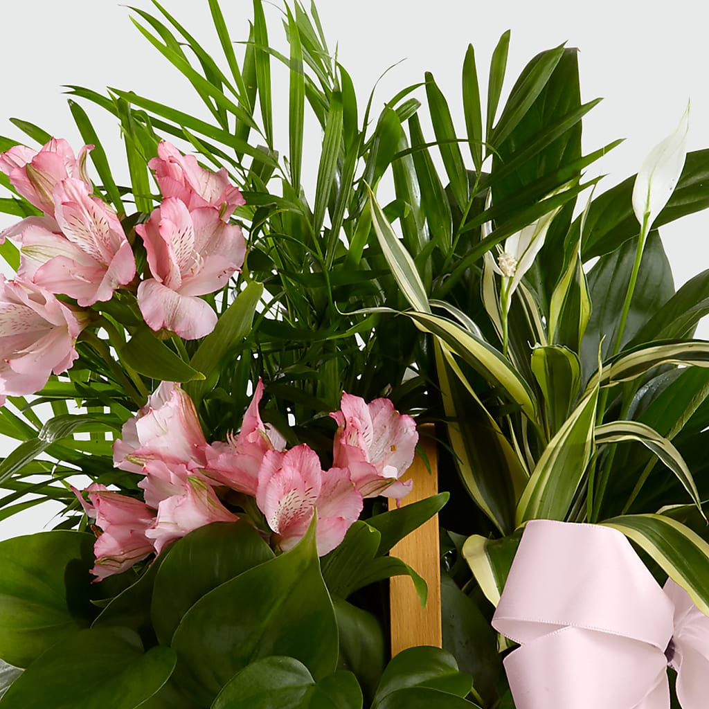 Living Spirit Dishgarden – Backroads Florist, Blairsville GA