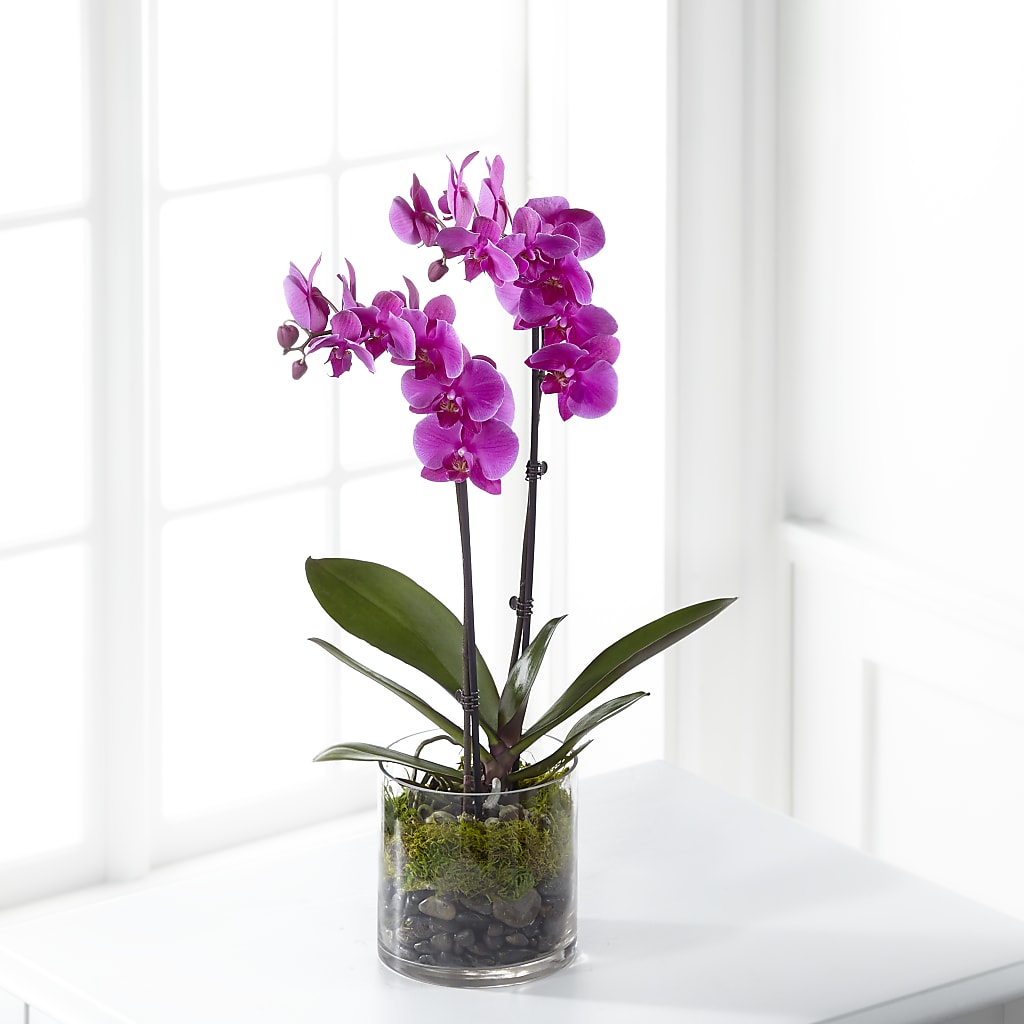 Pink Orchid Plant – Backroads Florist, Blairsville GA