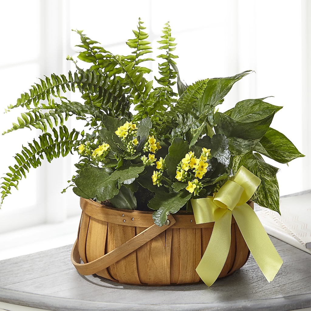 Always Dear Dishgarden – Backroads Florist, Blairsville GA