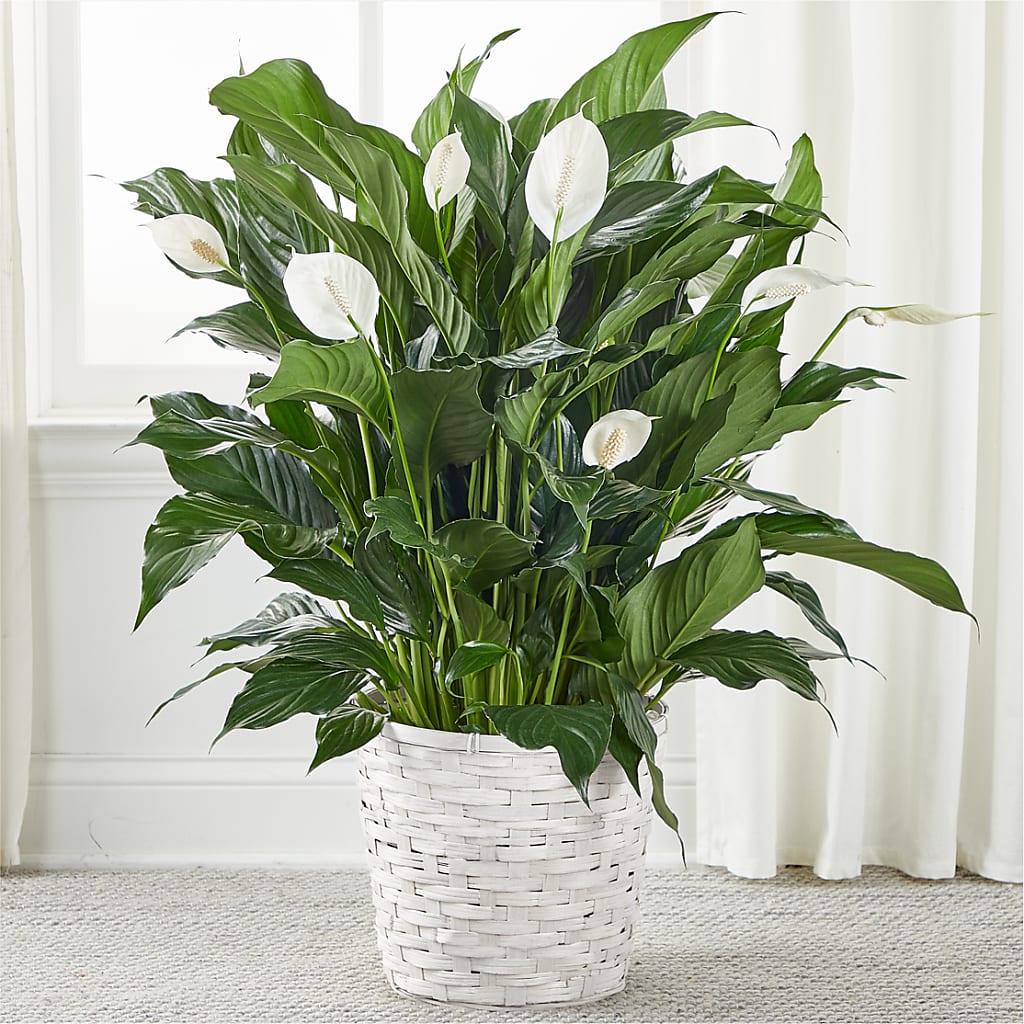 A New Leaf Peace Lily – Backroads Florist, Blairsville GA