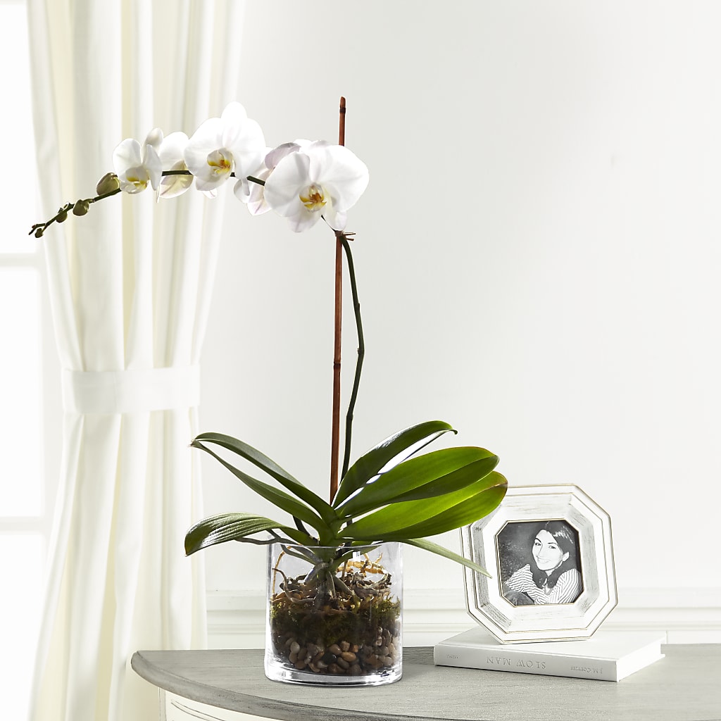 White Orchid Planter – Backroads Florist, Blairsville GA