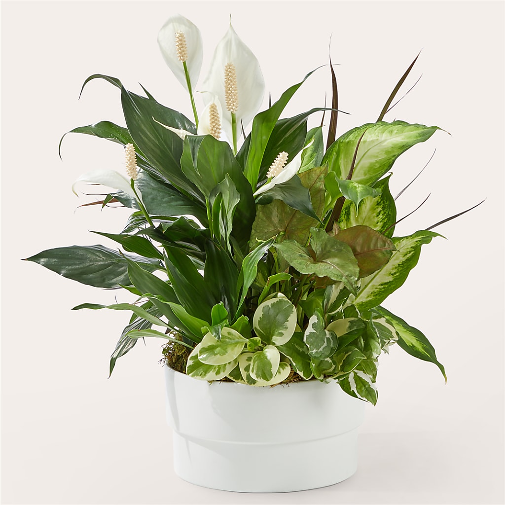 Radiating Positivity Dishgarden – Backroads Florist, Blairsville GA