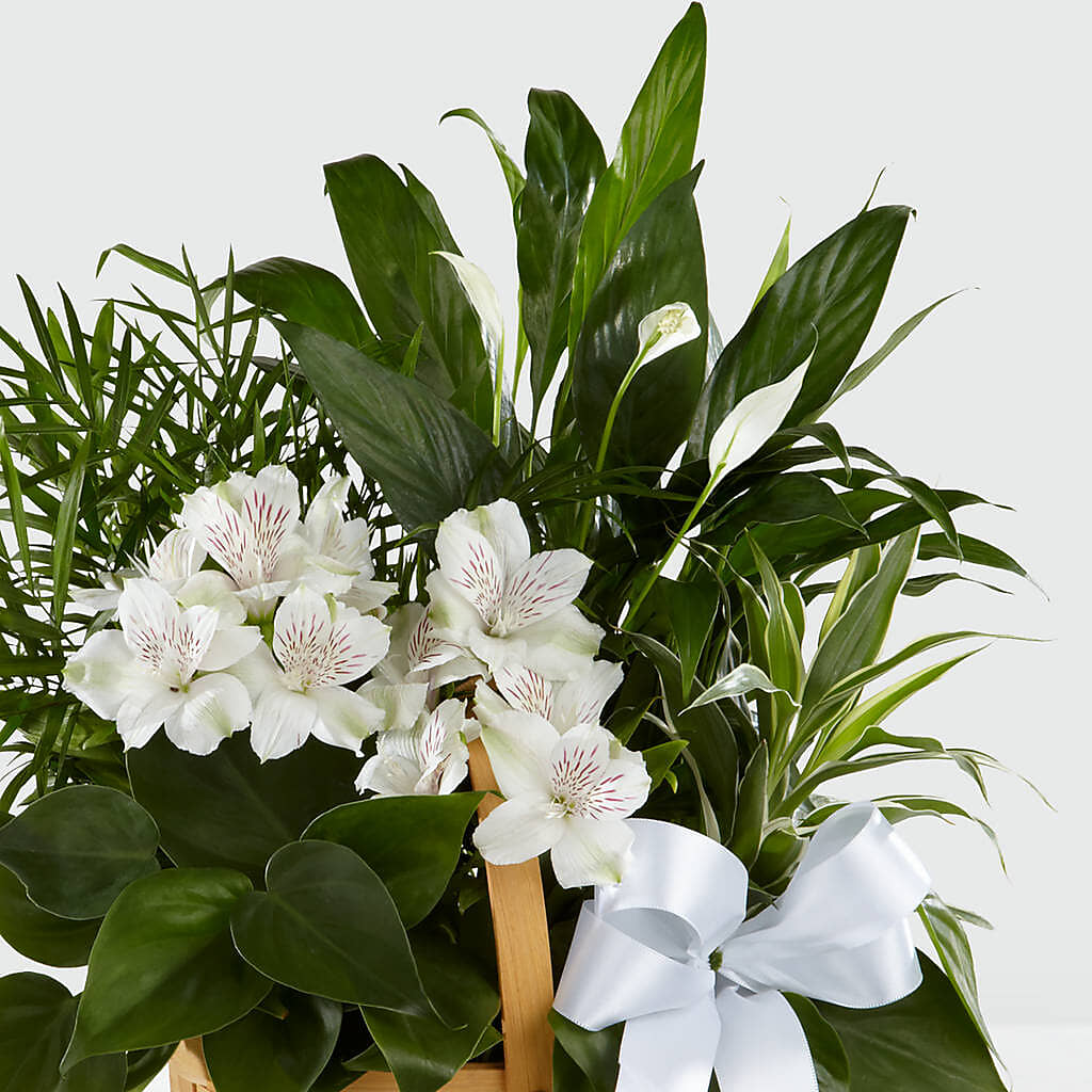 Peace & Serenity Dishgarden –  Backroads Florist, Blairsville GA