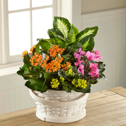 Color Crush Dishgarden –  Backroads Florist, Blairsville GA