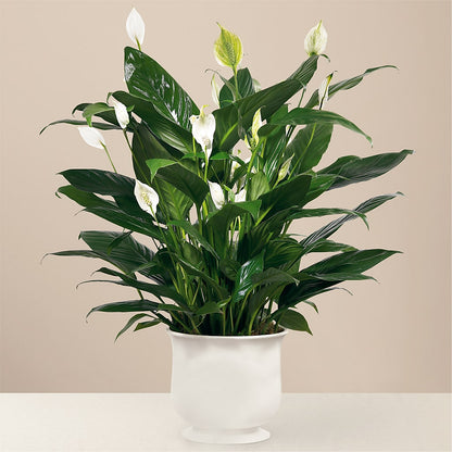Comfort Planter –  Backroads Florist, Blairsville GA