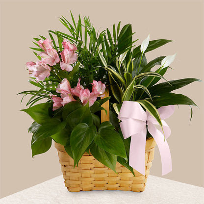 Living Spirit Dishgarden –  Backroads Florist, Blairsville GA