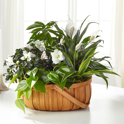 Serene Dishgarden –  Backroads Florist, Blairsville GA