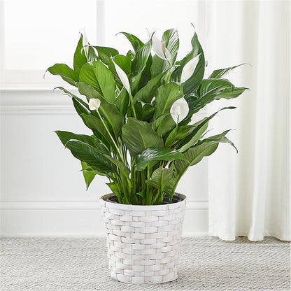 A New Leaf Peace Lily –  Backroads Florist, Blairsville GA