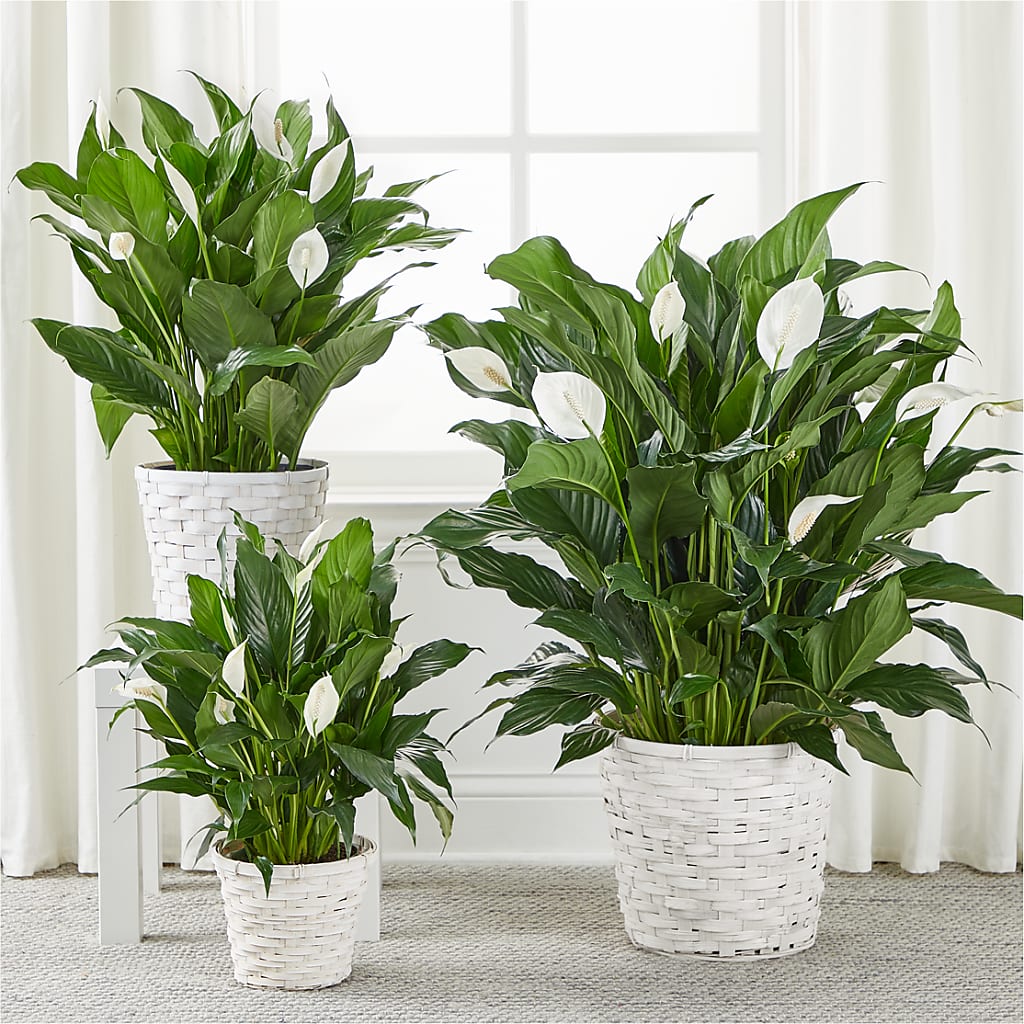 A New Leaf Peace Lily –  Backroads Florist, Blairsville GA