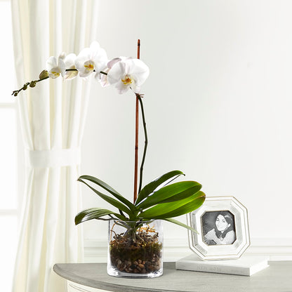 White Orchid Planter –  Backroads Florist, Blairsville GA