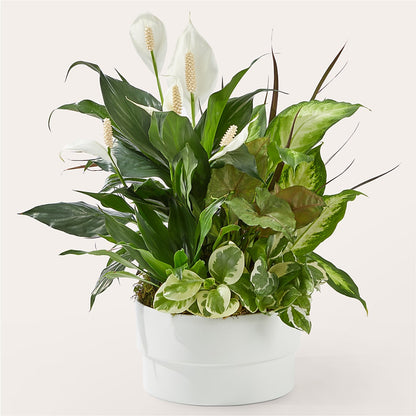 Radiating Positivity Dishgarden –  Backroads Florist, Blairsville GA